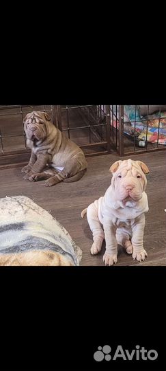 Щенки шарпей