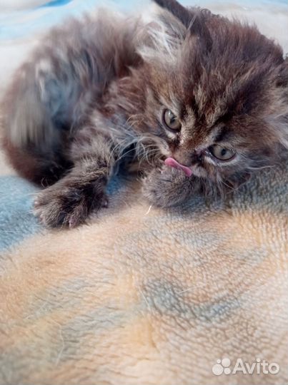 Отдам котенка