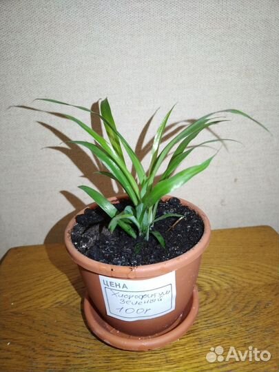 Хлорофитум зеленый