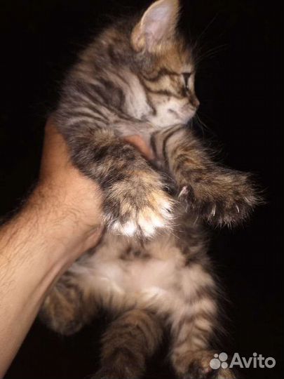 Кошки в добрые руки