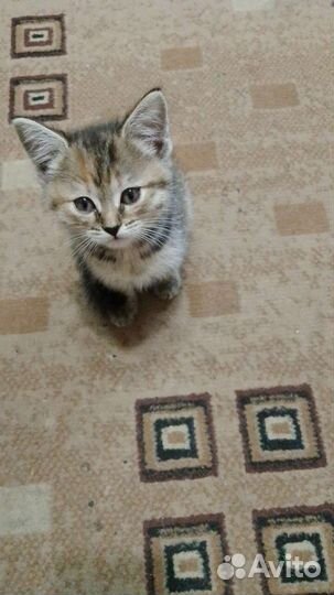 Кошка в дар в добрые руки