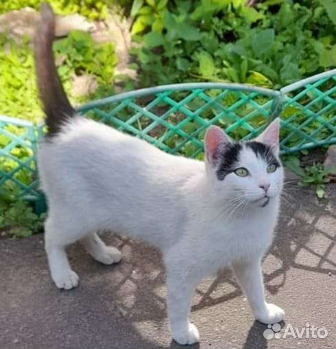 Кошечка и котики