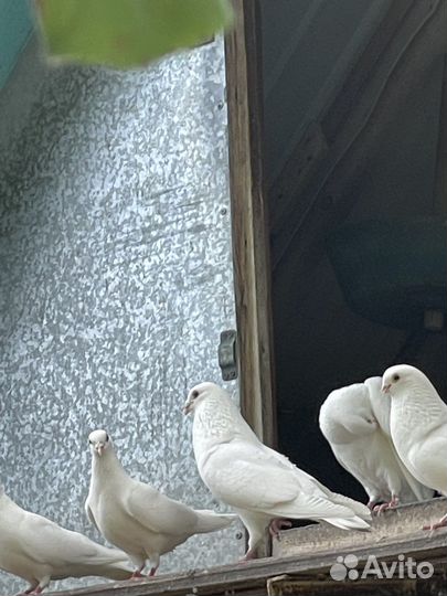 Голуби