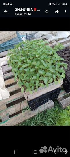 Рассада овощей разных