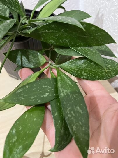 Хойя грацилис изящная