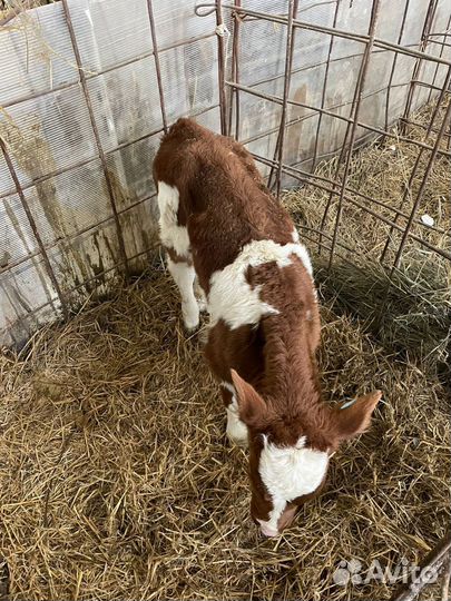 О Телята бычки и тёлки