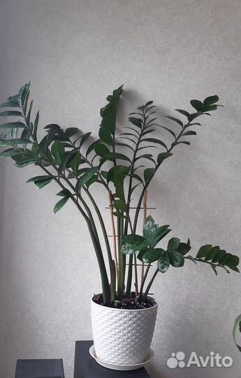 Замиокулькас