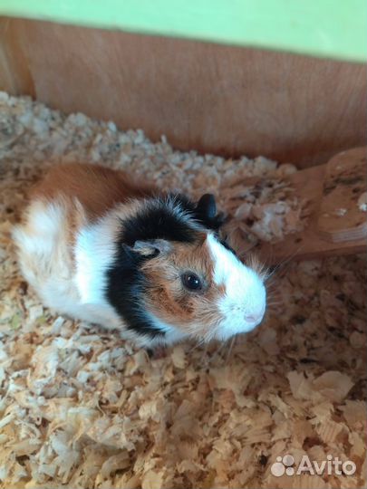 Морская свинка с шикарными апартаментами