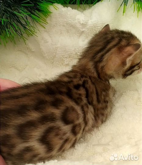 Бенгальские котята