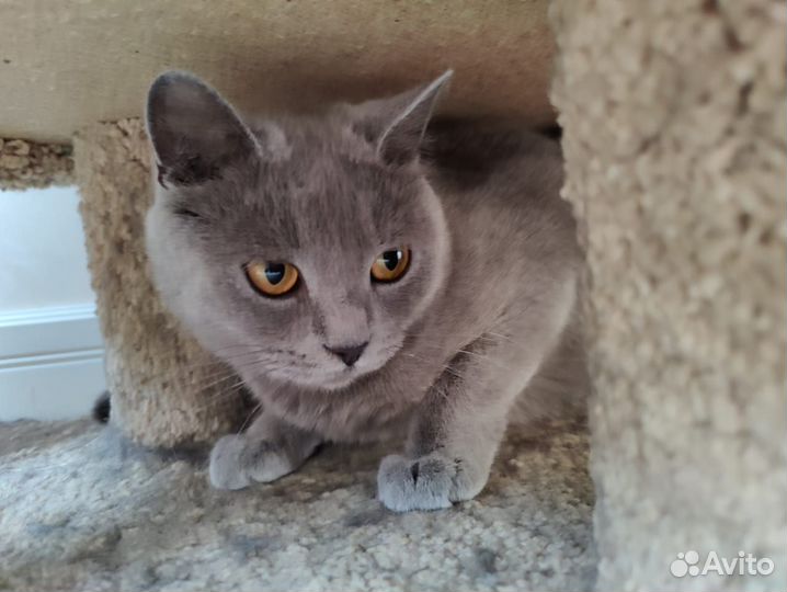 Котята ищут дом