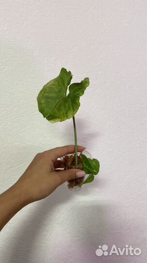 Сингониумы разные