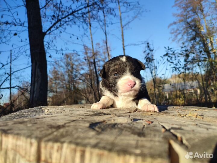 Щенок мальчик