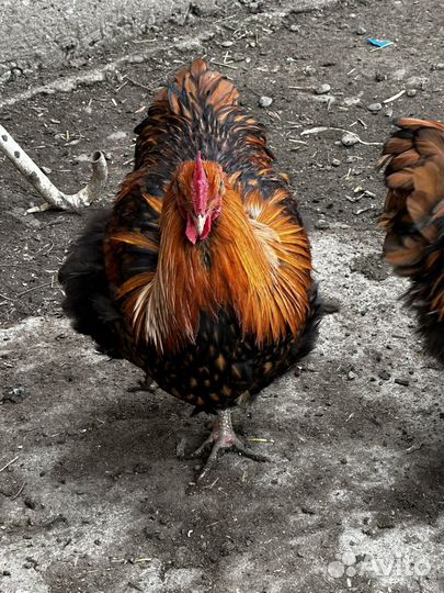 Петухи породы Астролоп и орпинктон 9месяцев