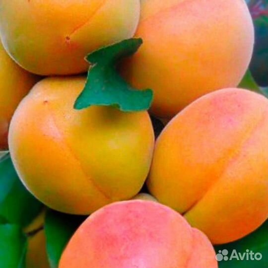 Саженцы на нескорослом подвой абрикоса