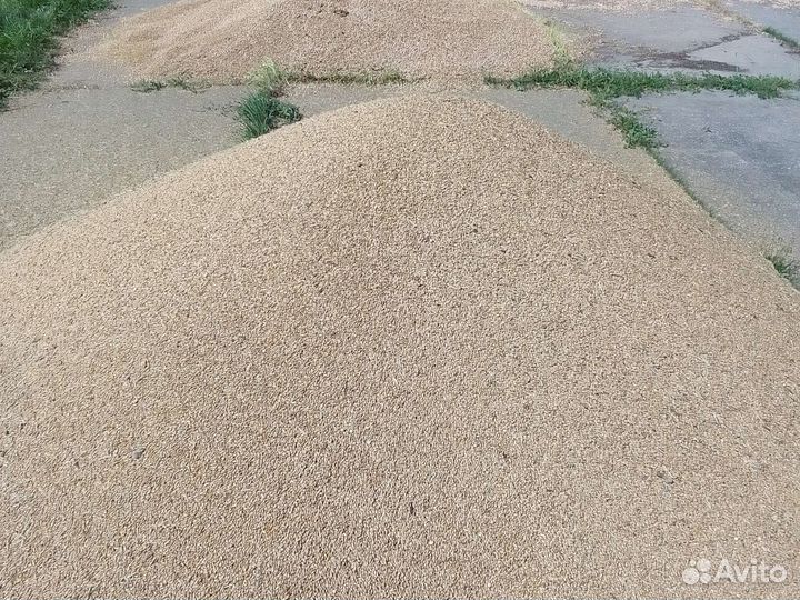 Зерно пшеница ячмень