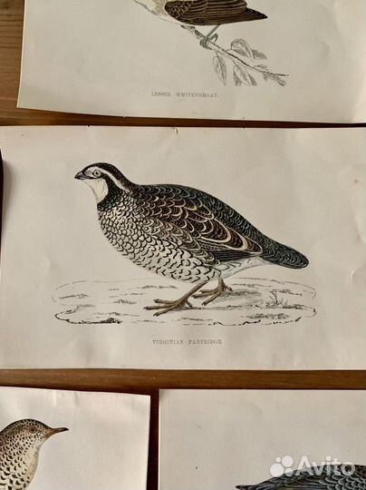 Ксилография гравюры антикварные