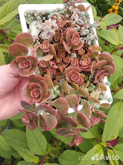 Седум корал риф, суккуленты и кактусы