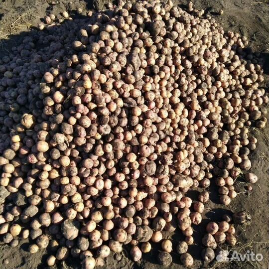 Картошка для животных