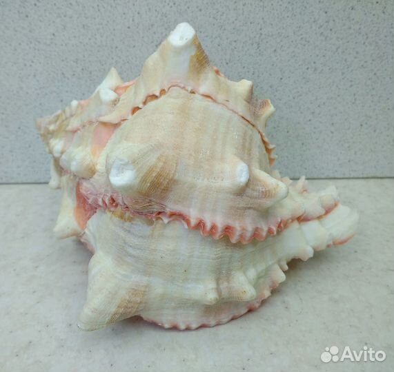 Мурекс Брассика 11,4 морская ракушка раковина