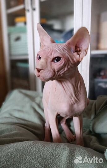 Канадский сфинкс