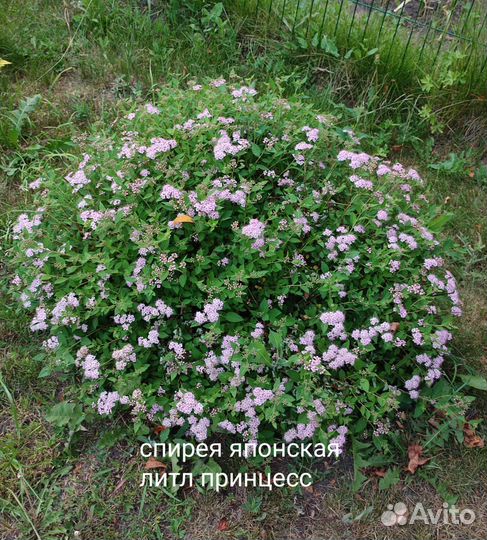 Кустарники для живой изгороди
