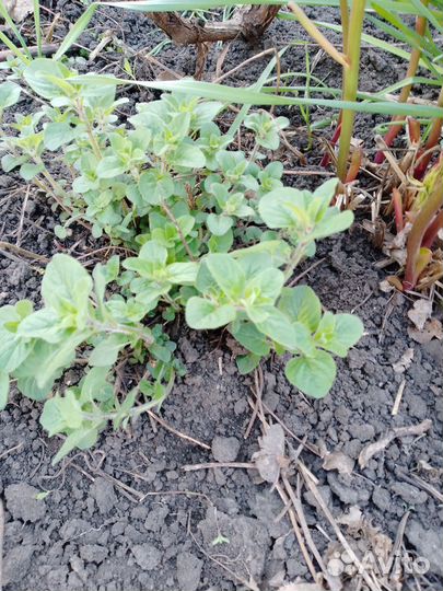 Саженцы Душица, Мелисса, Хмель