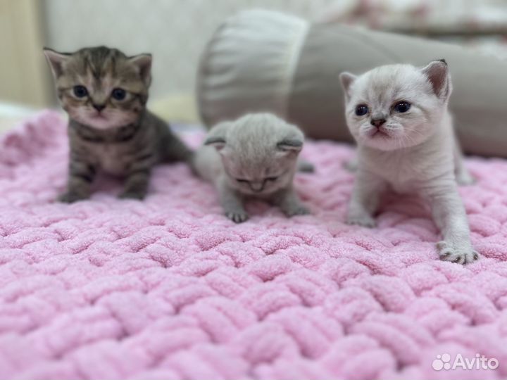 Британские котята