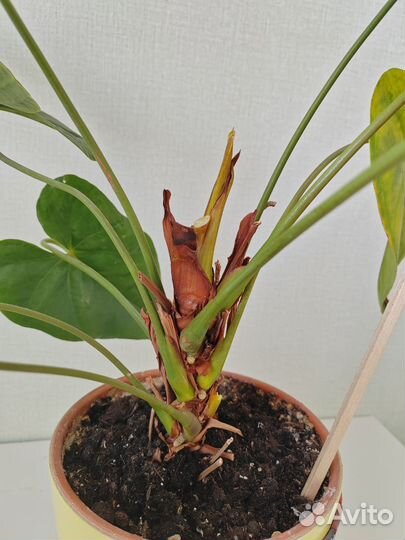 Антуриум красный