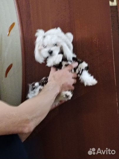 Мини мальтипу