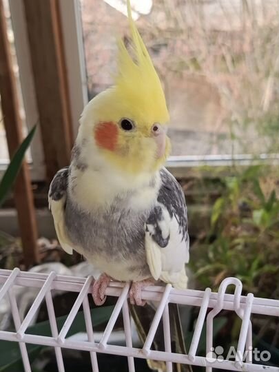 Попугай корелла с клеткой