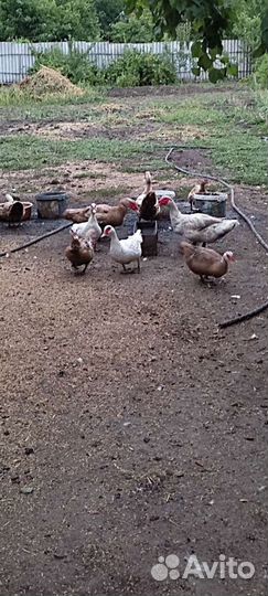 Утки шипуны