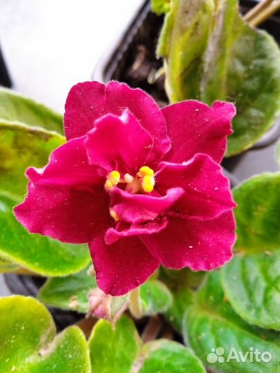 Продам цветы комнатные