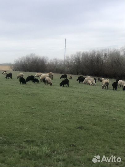 Мясо баранина халяль