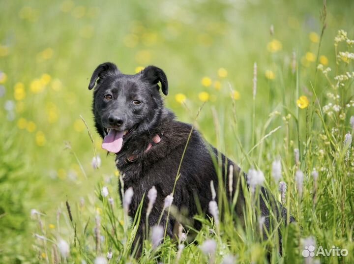 Скромная и умная Зара в добрые руки