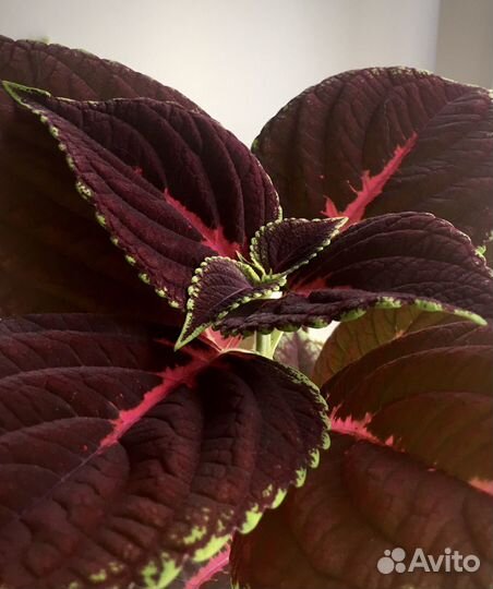 Колеус Конг цветок комнатный черенки