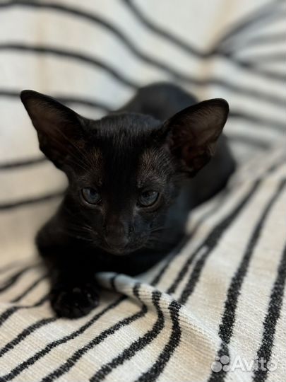 Ориентальная кошка