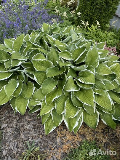 Хоста с белым тонким краем