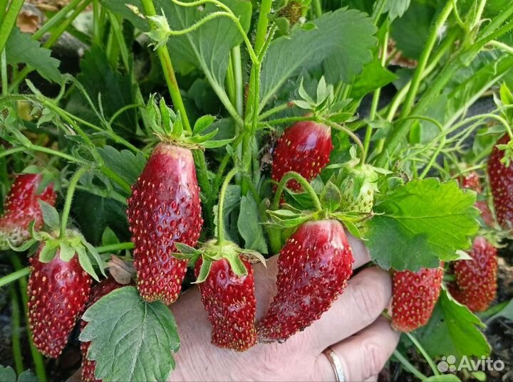 Клубника рассада сорт Купчиха