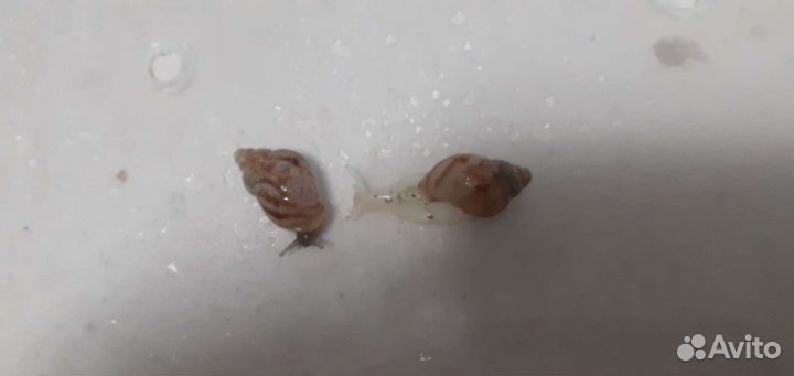 Улитки архахатины