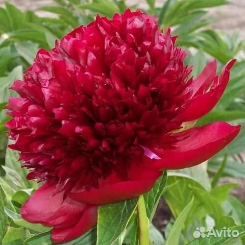 Пион молочноцветковый Red Magic Саженцы, Рассада