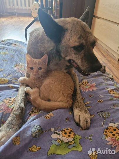 Котенок в добрые руки в дар