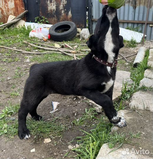 Собака щенок