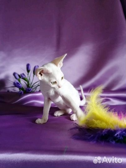 Эльфы Девонширы