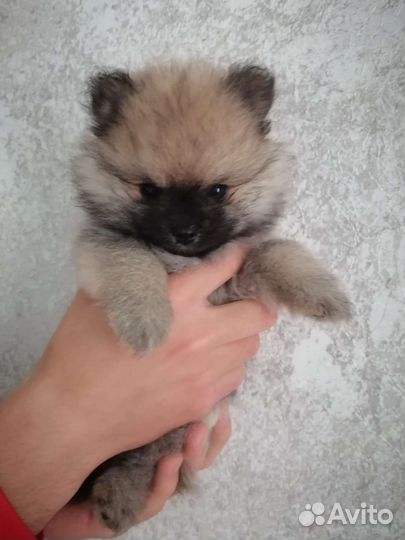 Щенки шпица