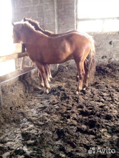 Продам жеребцов