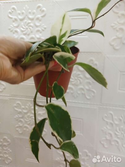 Хойя карноза квин кримсон