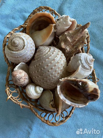 Морские ракушки