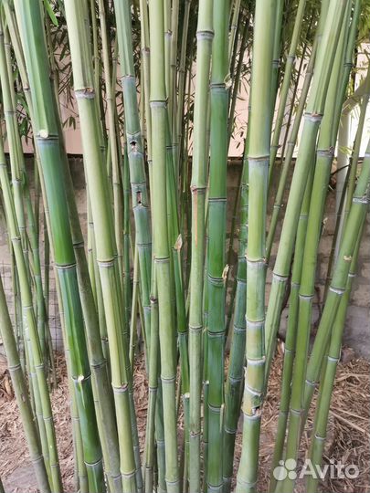 Ствол бамбук палка