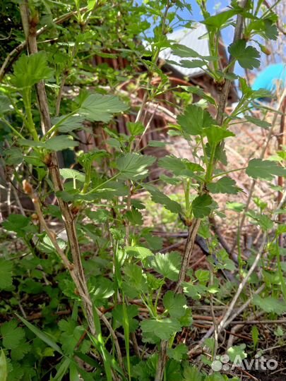 Отводки крыжовника и кемберлен