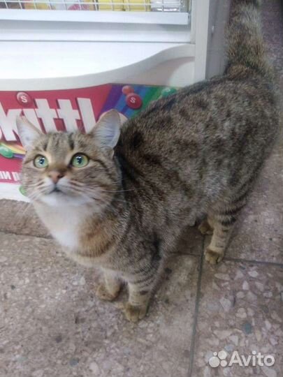 Котик 1.5года, Тигруш